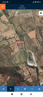 Yenifoça Bucak Mevkiinde Satılık Zeytinli Tarla