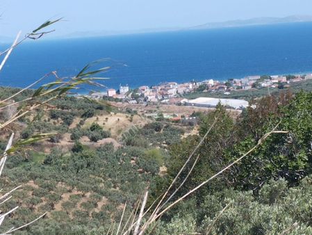 Tekirdağ Şarköy Kirazlı
