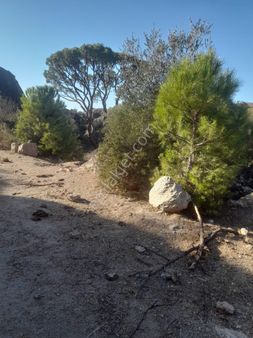 Aydın Söke Karakaya Köyünde 187 Dönüm Satılık Zeytinlik