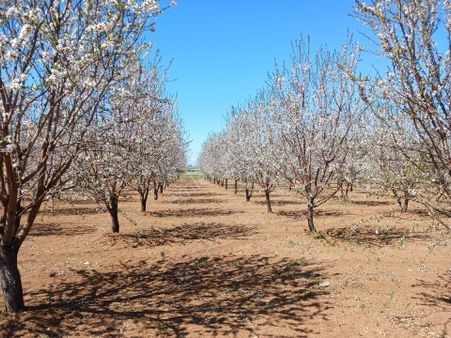 Ana Yol Uzerinde Badem Bahçesi