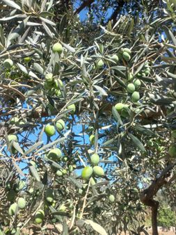 Aydın Germencik Üzümlü Köyünde 2,5 Dönüm Zeytinlik