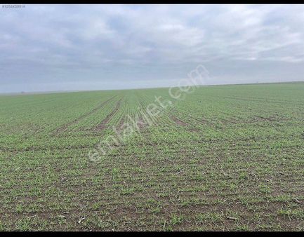 Tekirdağ Saray Kadiköy Bağ Vasifli 3.460m2