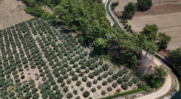 Seydikemer Kabaağaç Köyünde 5750 M2 Satılık Zeytin Bahçesi