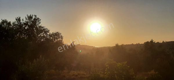 Adamarka’dan Aydın Kuşadası Değirmendere ’de Zeytinlik