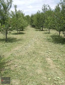 Rw Lıfe // Yeşilçiftlik Yatırımlık Meyve Bahçesi