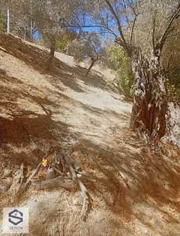 1344 M² Zeytinlik Tarla Seferihisar Gödence, İmar Sınırında