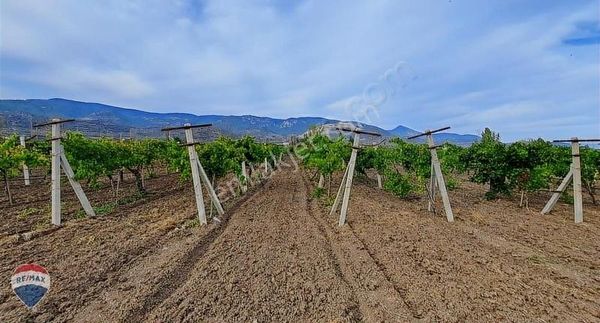 Remax Mavi'den Pamukova'da, Yolu Bulunan, 12.440 M², Telli Bağ