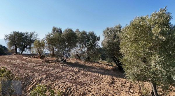 | Şehir'den | Hobi Bahçesi Arayanlara Hasköy'de 916m2 Bahçe