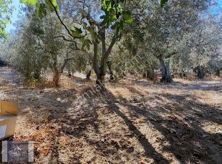 Mudanya Eğerce'de 850 M'2 Müstakil Tapulu Satılık Tarla