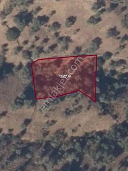 Acil Satılık Tarla Ve Zeytinlik