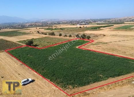 İzmir Bayındır Pınarlı Da Satılık Tarla