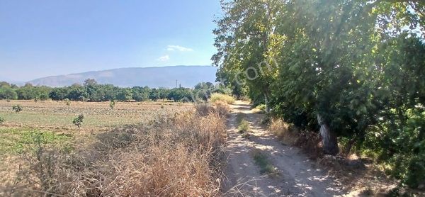 Aydın Kuyucak Beşeylül Köyünde Satılık Bahçe