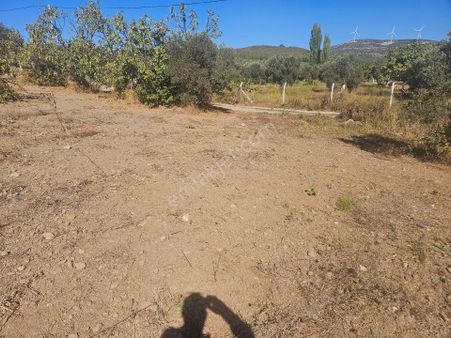 Kusadasi Yeniköyde Satilik Incir Ve