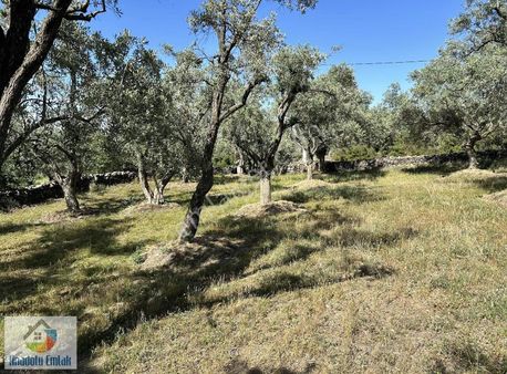 Anadolu Emlak'tan Turan Mahallesinde Satılık Zeytinlik
