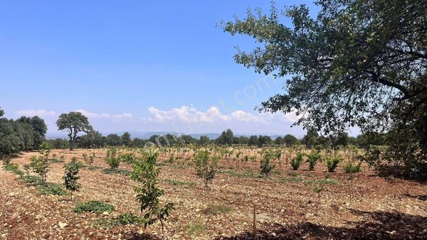 Denizli Gözler Mahallesinde 22 Dönüm Satılık Arazi