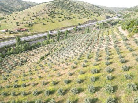 93.500m² Zeytinlik Çok Cazip Fıyata Satılıktır