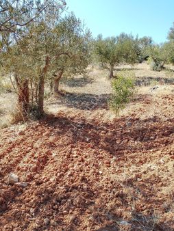 Bergama Karahıdırlı Köyünde Satılık Zeytinlik