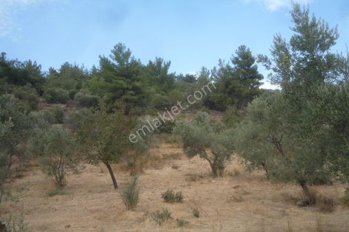İzmir Torbalı Gold Emlaktan Satılık Zeytinlik