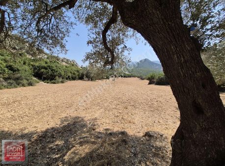 Kuşadası Kirazlı'da Çiftlik İçin İdeal 6.756 M² Arazi