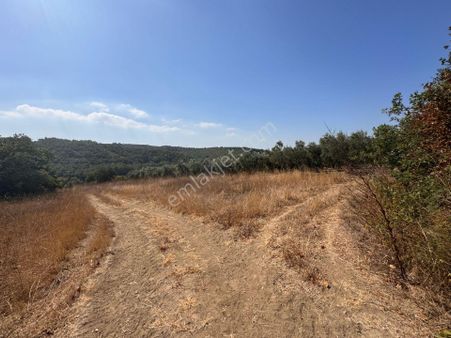 Mudanya Yaman Köy De Kapitladen 1902 M2 Tarla