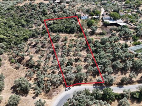 Milas Çamovalı’da 2.779 M² Köy İmarlı, Zeytin Ağaçlı Yatırımlık Tarla!