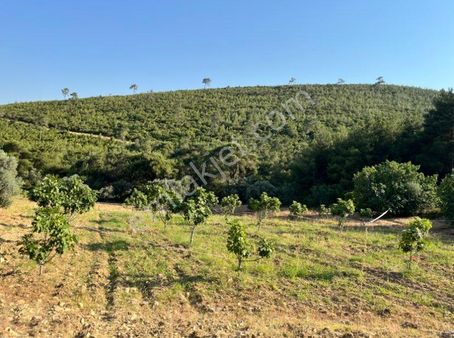 Torbalı Dağkızılca’da Yolun Dibinde Satılık Zeytinli Tarla