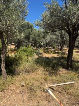 Mazı Armutcuk Köyünde Denize Yakın Satılık Tarla