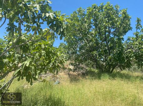 Küçük Menderes'ten Kiraz Veliler Mh Satılık Zeytin İncir Bahçesi