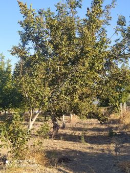 Bergama Beylik Çayirinda Satılık Tarla