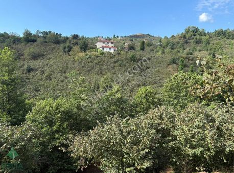 Giresun Keşapta Yatırımlık Verimli Fındık Bahçesi Fırsatı!