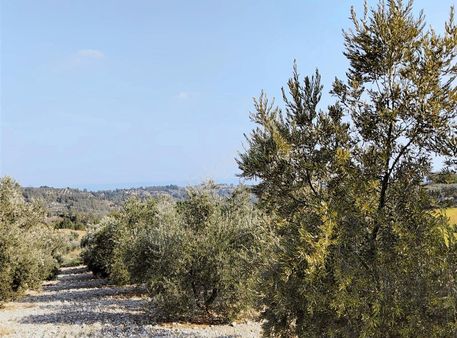 Gök Emlaktan Yol Kenarı Tek Tapu Zeytinlik.