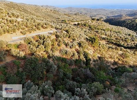 Startkey Adatepe'de Yola Cephe 2818m2 Deniz Manzaralı Zeytinlik