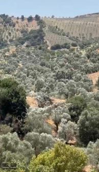 Aydın Germencik Çamköy Zeytinlik