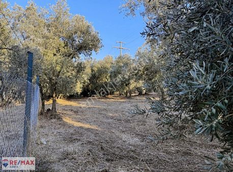 Remax Area Dan Dutluca Da Göle Yakın Satılık 618 M2 Zeytinlik