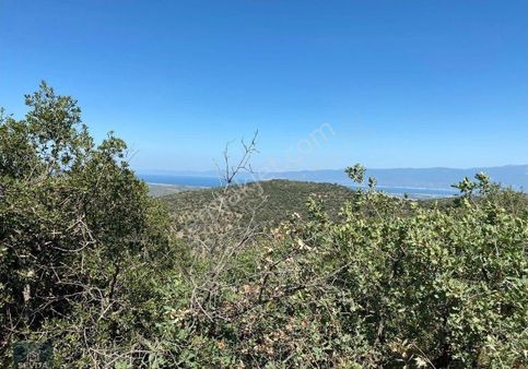 Burhaniye Kuyucak Kelepir Zeytinlik 15 Ağaç Ve Bir Aded Asırlık Ağaç