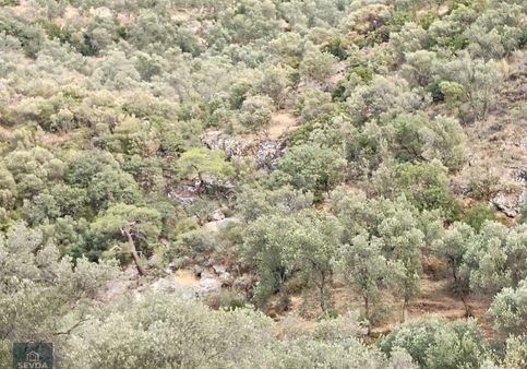 Avunduk Mahallesi'nde 1095 M² Satılık Zeytinlik