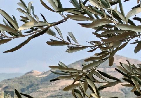 Kuyucak Mahallesinde 1680 M² Satılık Zeytinlik