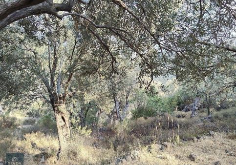 Kuyucak Mah.503 M² Satılık Zeytinlik