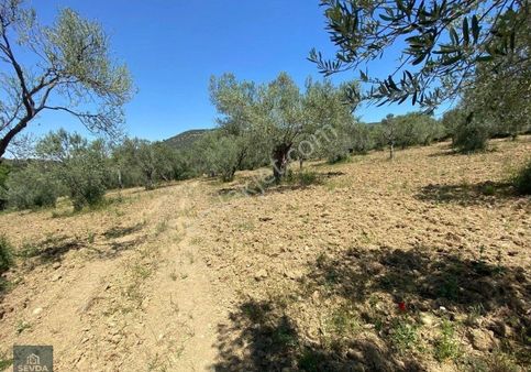 Burhaniye Kuyucak Köy Satılık Zeytinlik Z