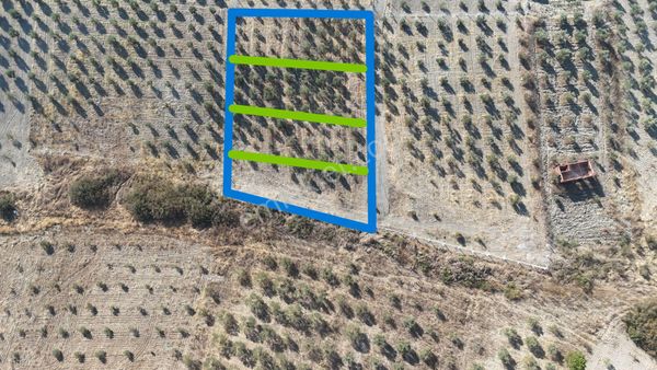 Tekeli-develi Üstünde 693 M2 Zeytinli Bahçeler Tapudan Satışlı Menderes İzmir