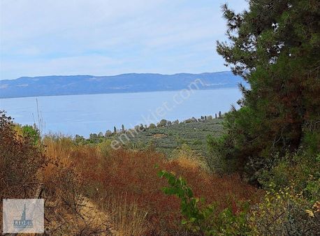 Bursa Orhangazi Dutluca Mah. 2145m2 Göl Manzaralı Zeytinlik