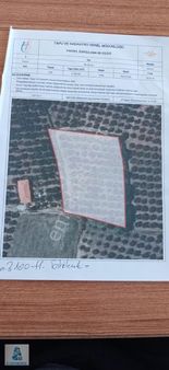 61 Gayrimenkul Den Mudanya Mürsel De Zeytinlik Tarla