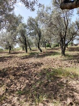 Balıkesır Burhanıye Bahadınlı'da 60 Ağaclık Kadstro Yoluna Sıfır Zeytinlik Satılıkdır