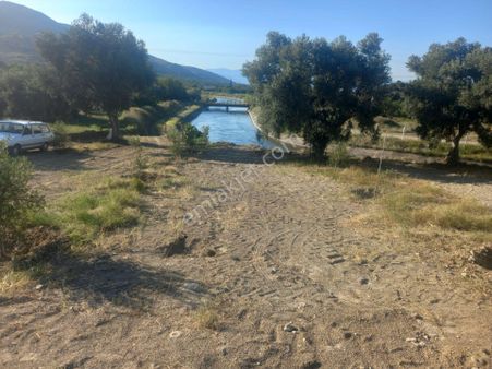 Aydın Bozdoğan Kavaklı Köyünde Satılık Bahçe