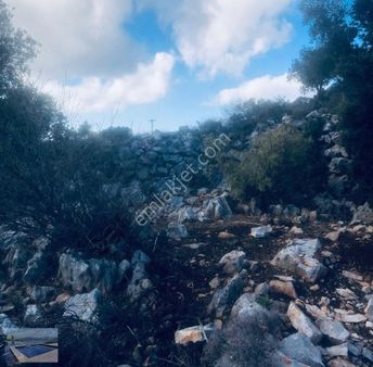 Taşlıca Arap Adası Mevkinde Yolu Olan Arazi