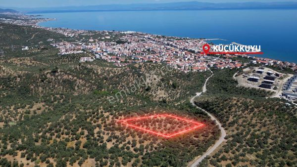 Küçükkuyu'da Denize 700m Mesafede 4800m2 Satılık Zeytinlik