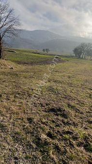 Bolu Kartalkaya Yolunda Acil Satılık Tarla Prıme Ofıs