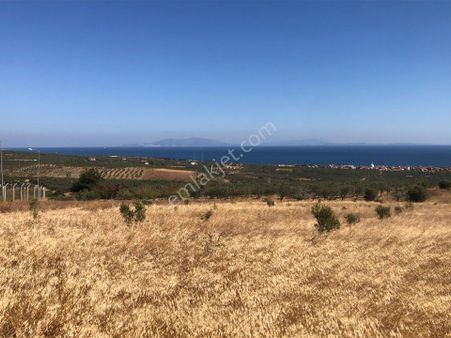 Şarköyde Işık Emlaktan Eriklice Mah De 9100 M2 Zeytinlik