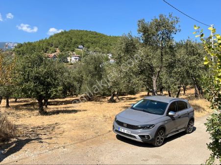 Zeytinli Beyobada 2.262 Metrekare İmara Bitişik Asfalt Cepheli Zeytinlik