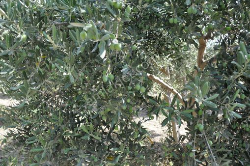 Söke Karakaya 'da Maden Sahası Olabilecek Zeytinlik